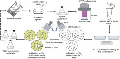 Multi-omics Comparative Analysis of Streptomyces Mutants Obtained by Iterative Atmosphere and Room-Temperature Plasma Mutagenesis